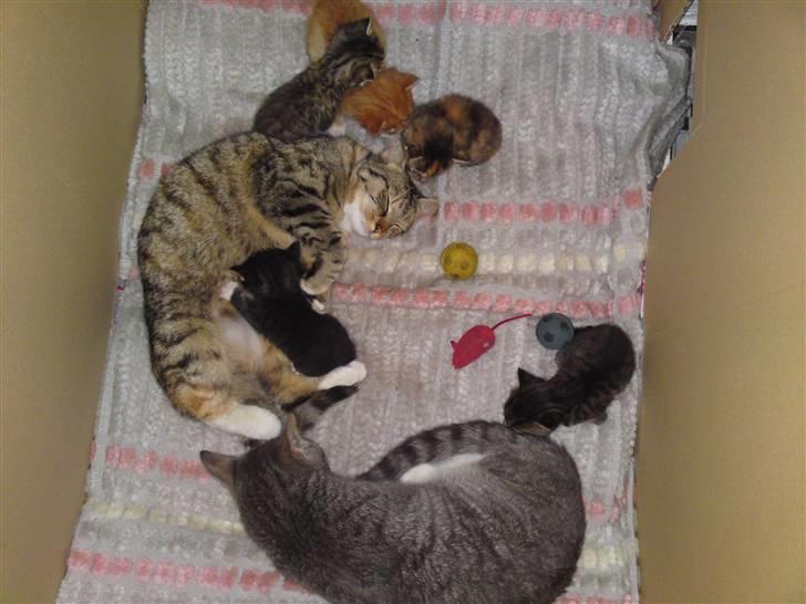 Blanding af racer Mille - Nyt  Misserne har fået en større kasse at være i, så nu er der også plads til at Mickey kan være der. :o) billede 15