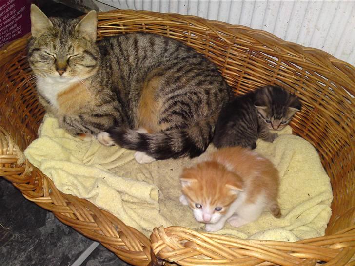 Blanding af racer Mille - Nyt  Mille med sine 2 killinger, født d. 15/4-10 billede 16