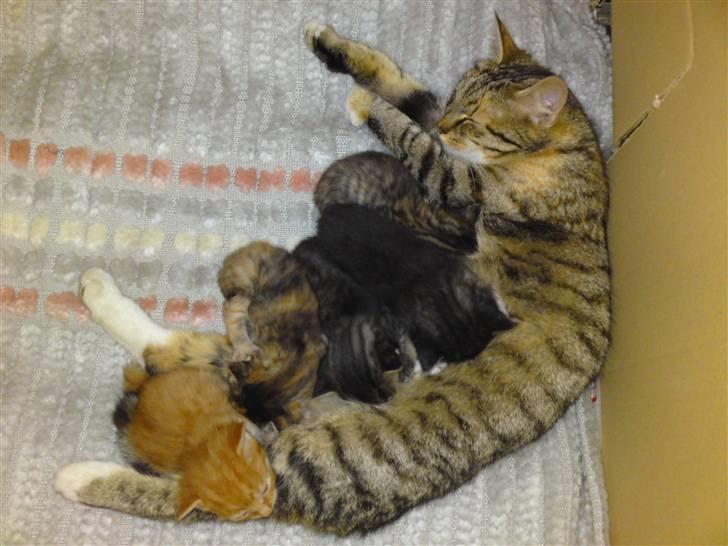 Blanding af racer Mille - Nyt  billede 17