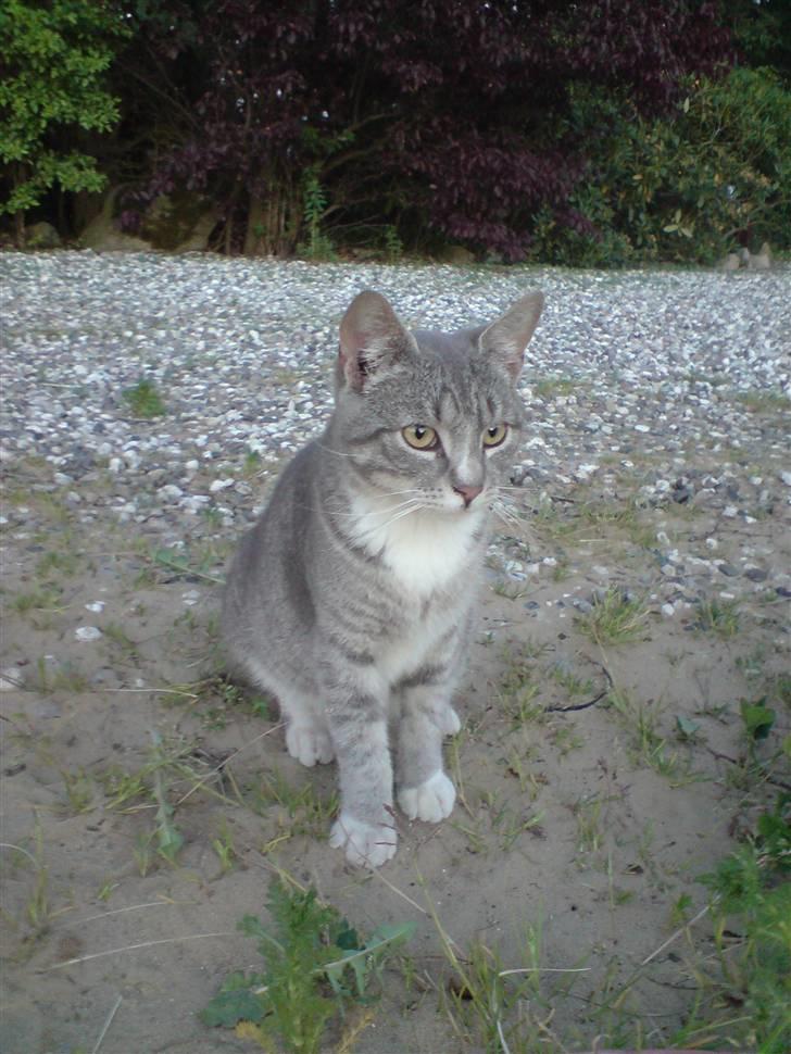 Huskat Mickey (VÆK) - Se lige hvor fin jeg er :D billede 1