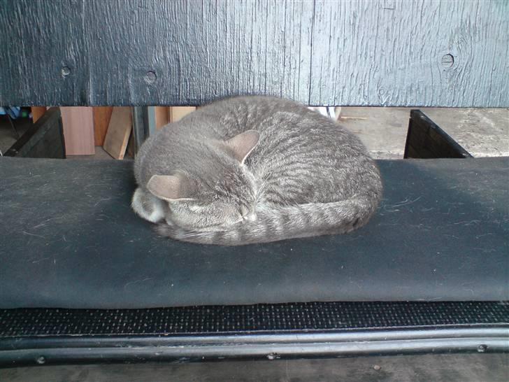Huskat Mickey (VÆK) - Faldt lige i søvn på den dejlige hynde på hestevognen :D billede 2