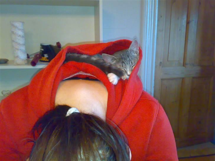 Huskat Mickey (VÆK) - Mit yndlings sove sted :D billede 4