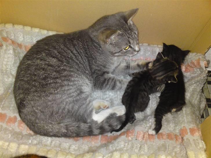 Huskat Mickey (VÆK) - Her leger jeg lige papfar til min gode veninde Mille´s killinger.. De er så søde :D billede 5