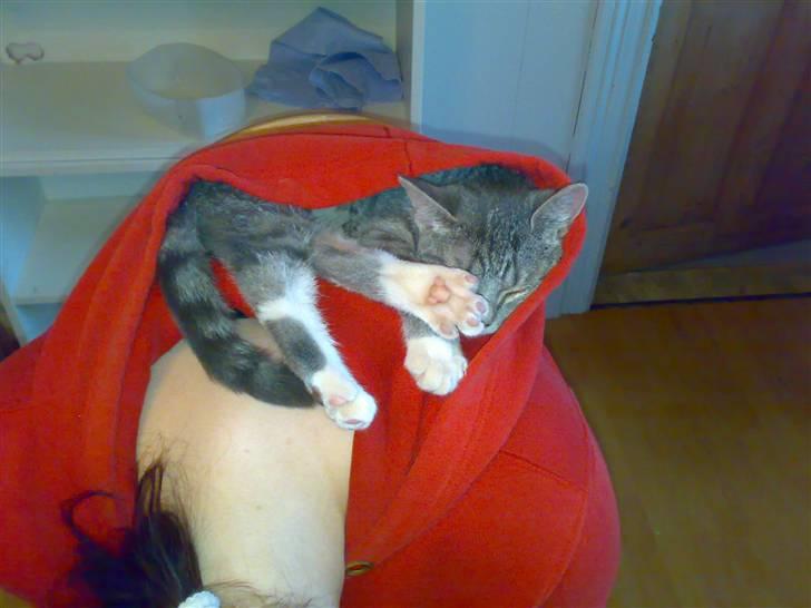 Huskat Mickey (VÆK) - Mit yndlings sove sted :D igen .. billede 6