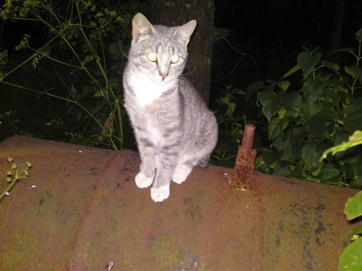 Huskat Mickey (VÆK) - Sidder lige her og venter på at der er nogen som vil snakke med mig :D billede 7