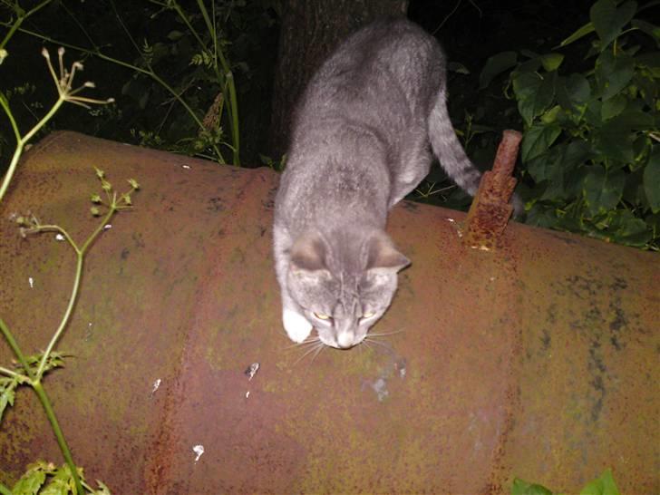 Huskat Mickey (VÆK) - Hvad var det jeg lige så ? :D billede 8