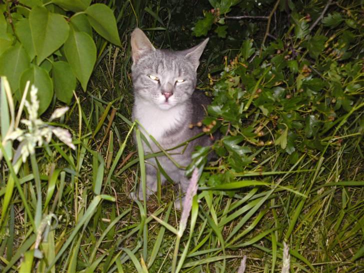 Huskat Mickey (VÆK) - Gemmer mig lige her i græsset :D billede 9