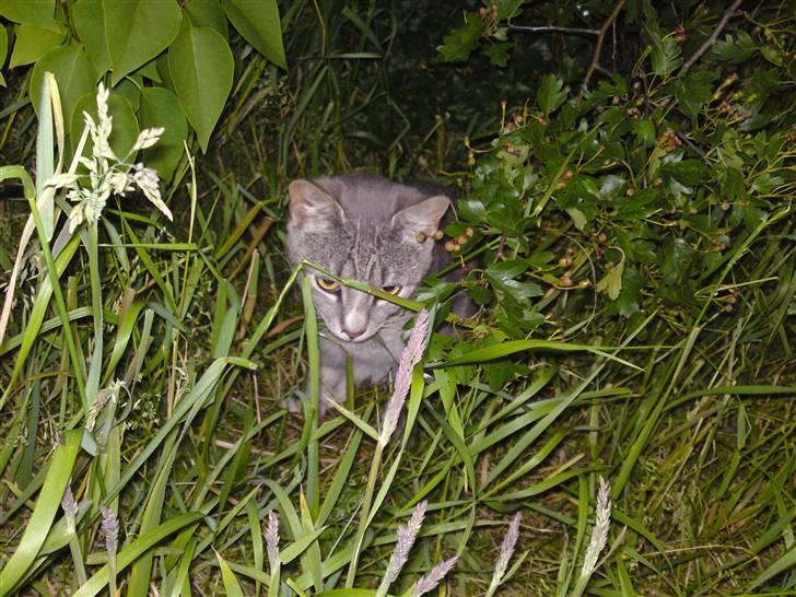 Huskat Mickey (VÆK) - Var det en mus jeg lige så ? :D billede 10