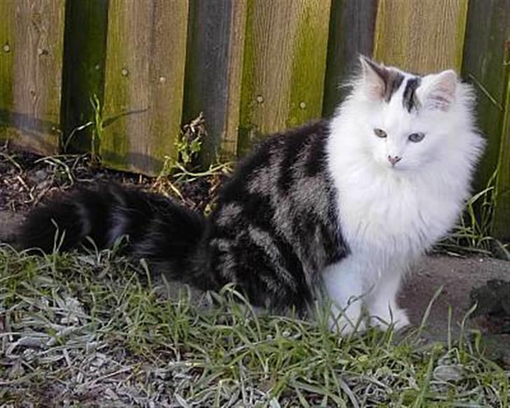 Norsk Skovkat Fie billede 1