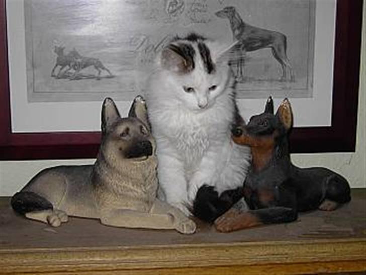 Norsk Skovkat Fie billede 2