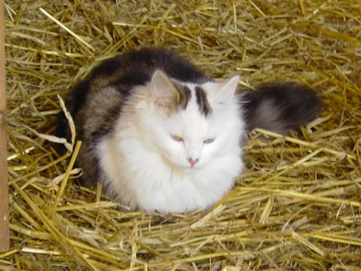 Norsk Skovkat Fie billede 3