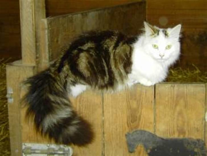 Norsk Skovkat Fie billede 4