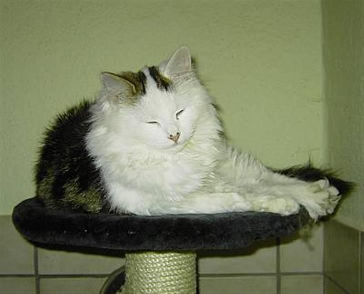 Norsk Skovkat Fie billede 5