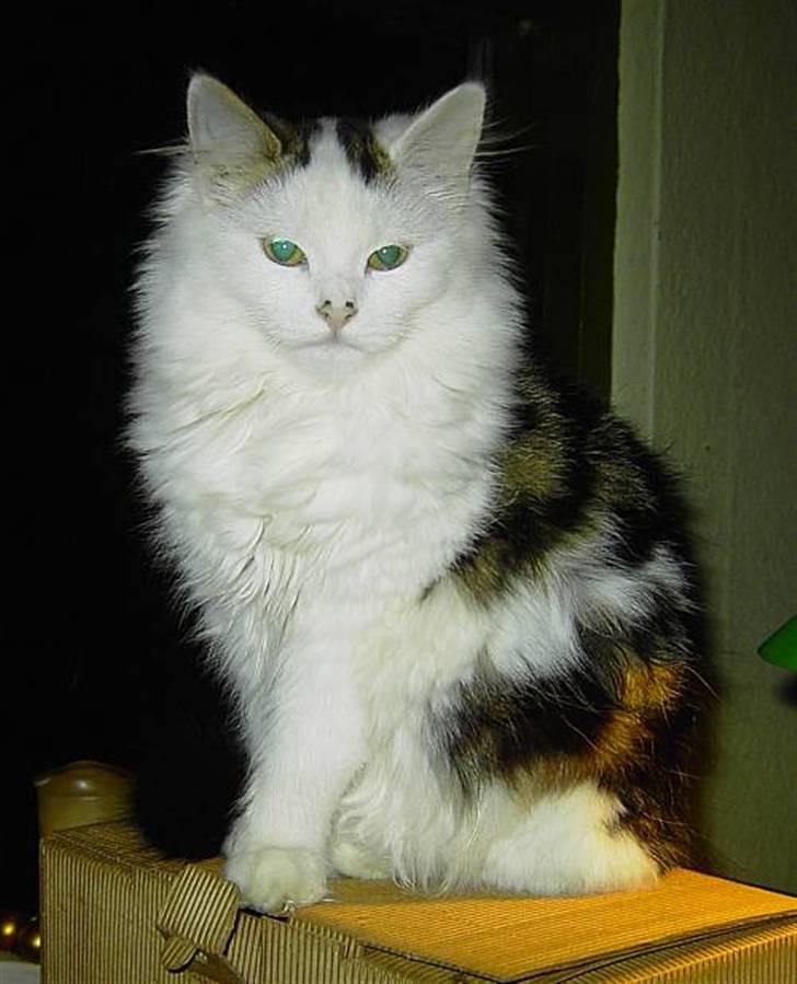 Norsk Skovkat Fie billede 6