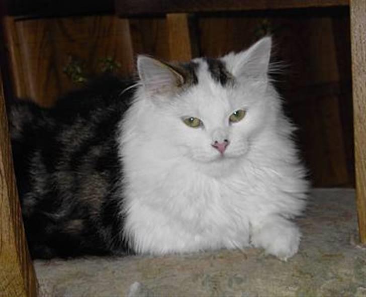 Norsk Skovkat Fie billede 7