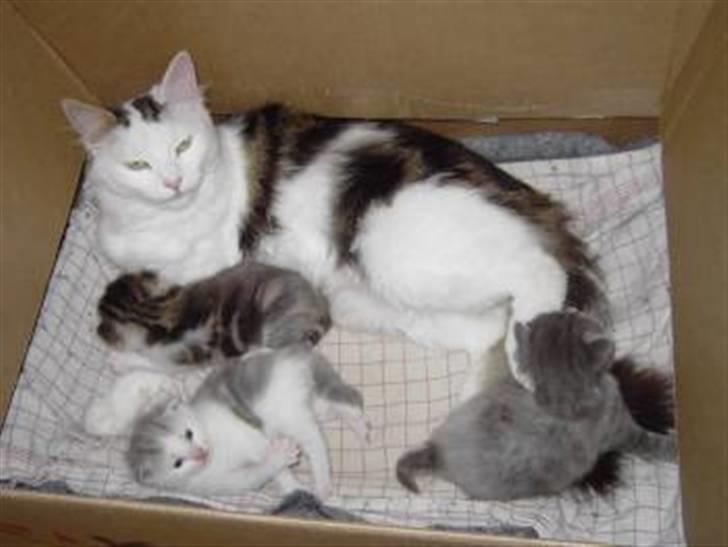 Norsk Skovkat Fie billede 8