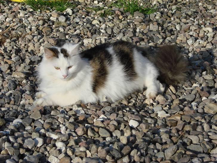 Norsk Skovkat Fie billede 9