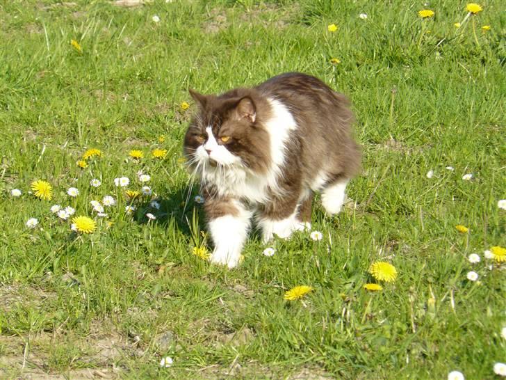 Perser Teddy billede 11