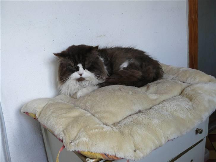 Perser Teddy billede 12