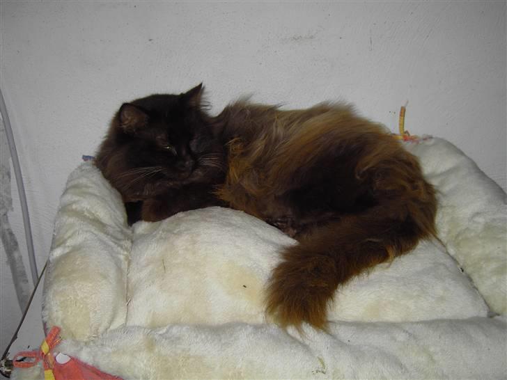 Blanding af racer Schoko billede 8