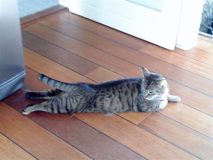 Huskat Gustav billede 7