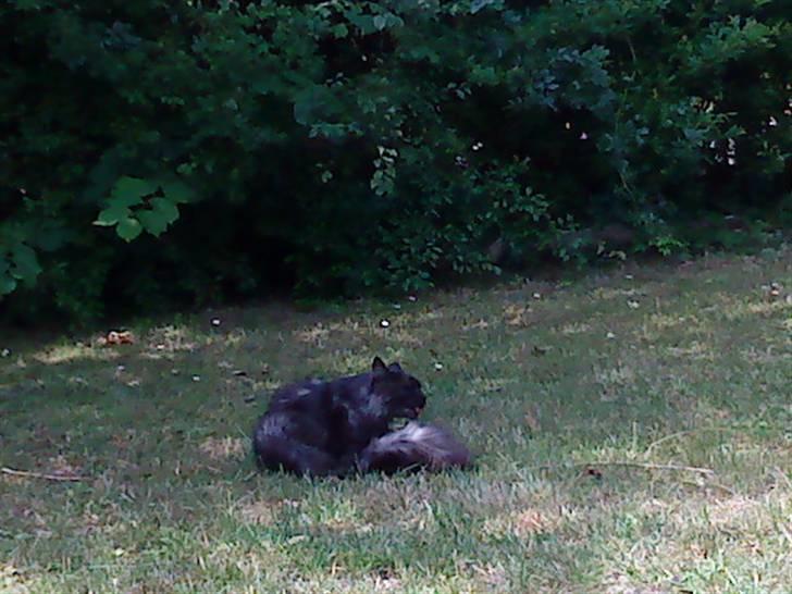 Maine Coon Mitzy billede 9