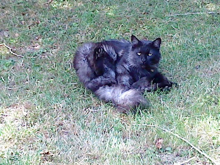 Maine Coon Mitzy billede 10