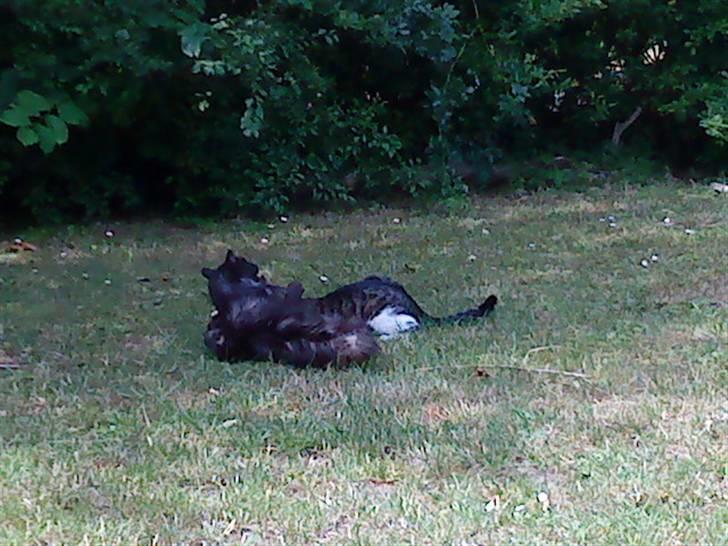 Maine Coon Mitzy billede 11