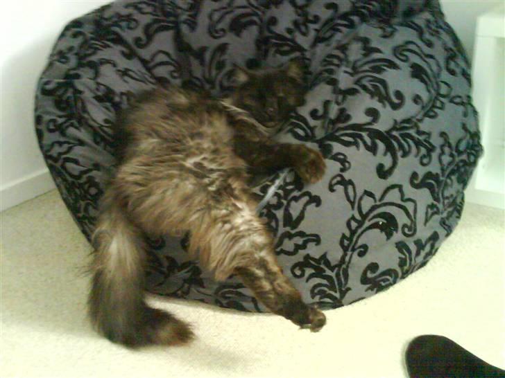 Maine Coon Mitzy billede 12