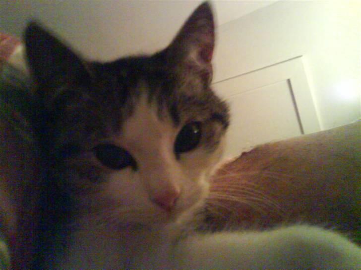 Huskat Nefatiti billede 12