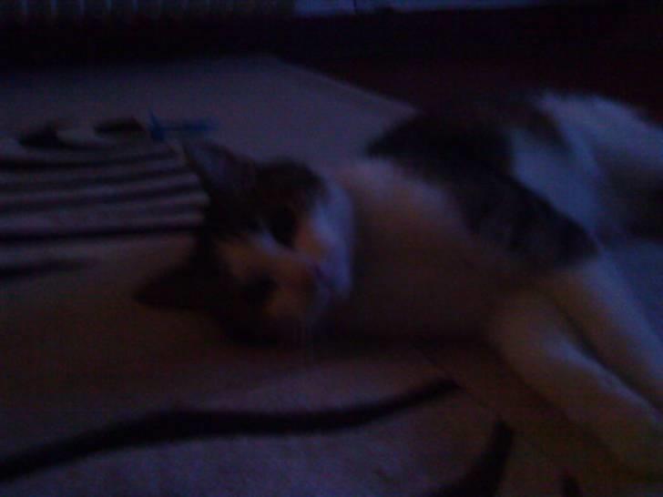 Huskat Nefatiti billede 13