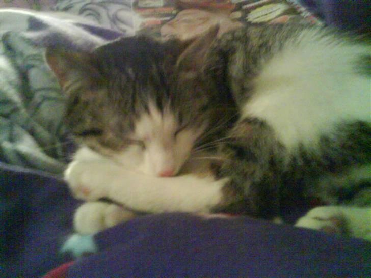 Huskat Nefatiti billede 14