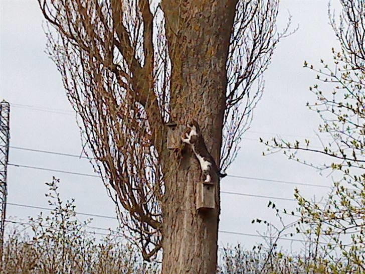 Huskat Nefatiti billede 15