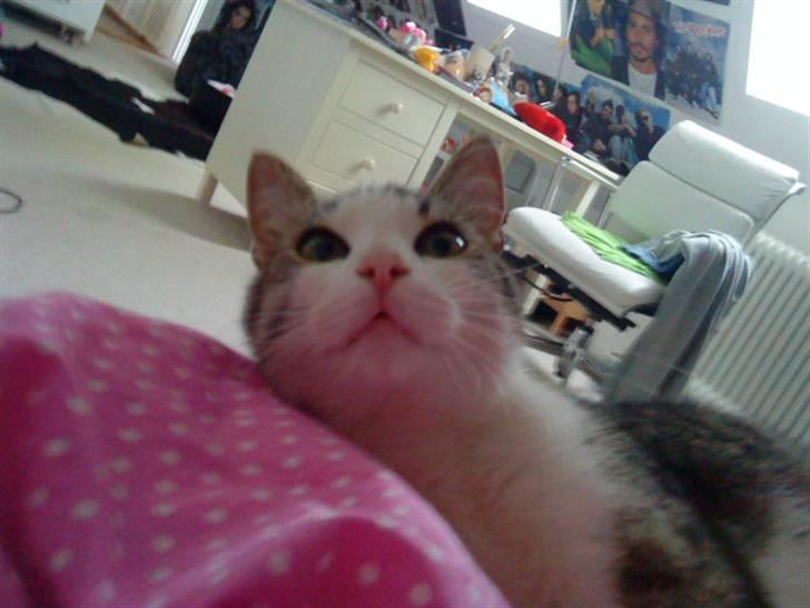 Huskat Nefatiti billede 16