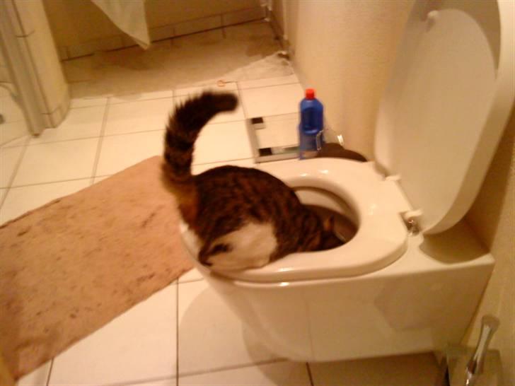 Huskat Nefatiti - Fyhaa Nefatiti. ;] billede 17