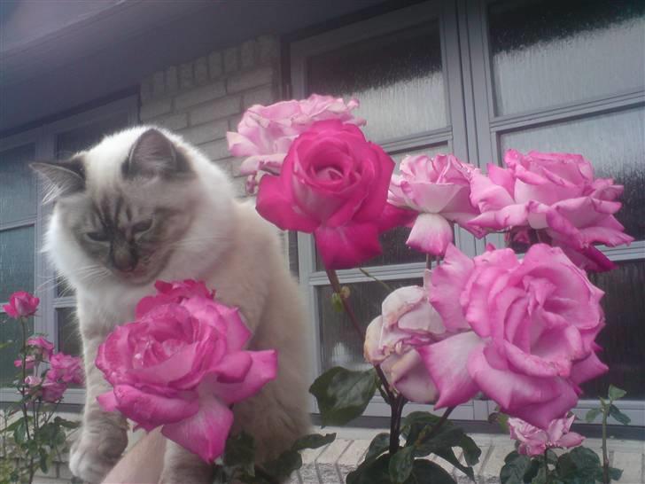 Hellig Birma Aslan - Hårdt og være så dejlig :) billede 8