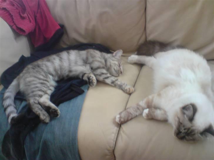 Hellig Birma Aslan billede 9