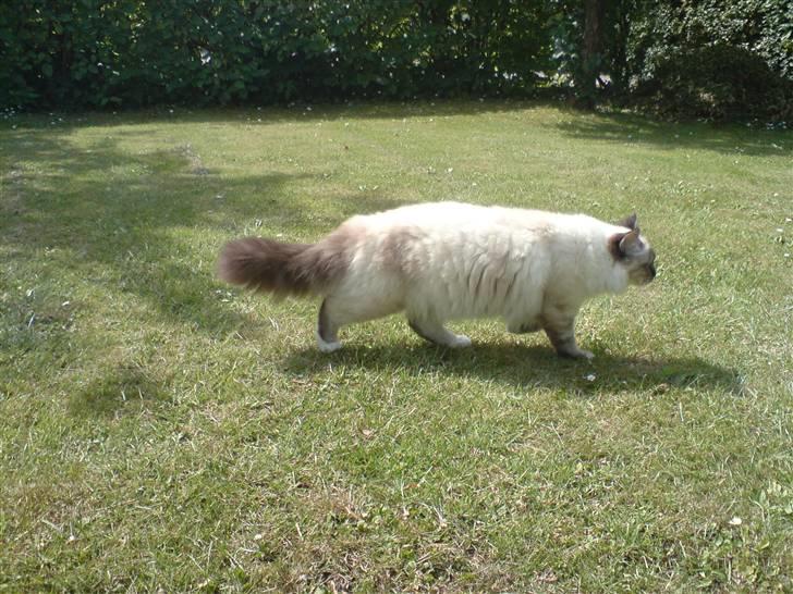 Hellig Birma Aslan billede 10