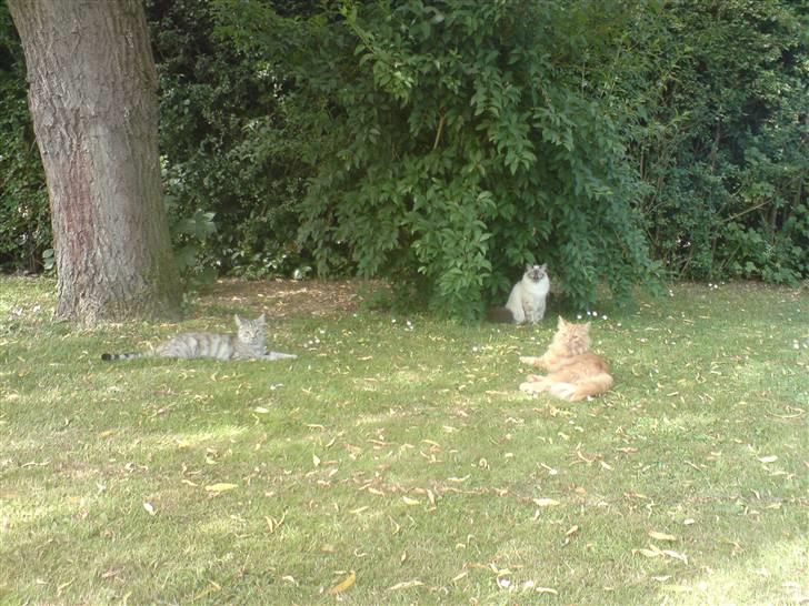 Hellig Birma Aslan - 3kløveren billede 11