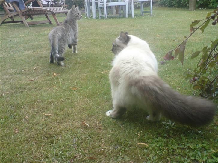 Hellig Birma Aslan billede 12