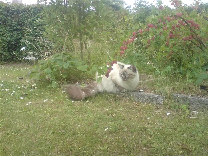 Hellig Birma Aslan billede 13