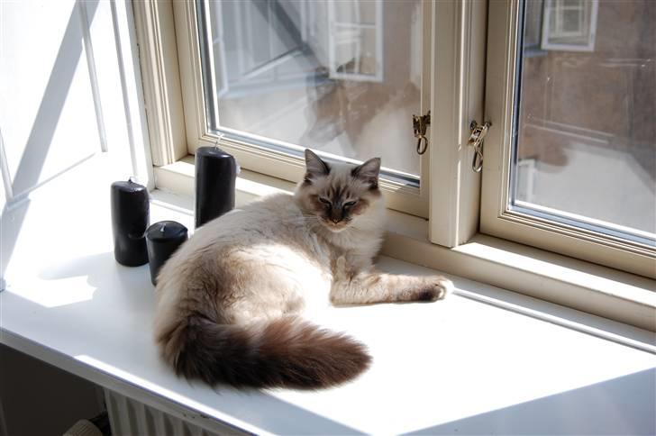 Hellig Birma Aslan billede 14