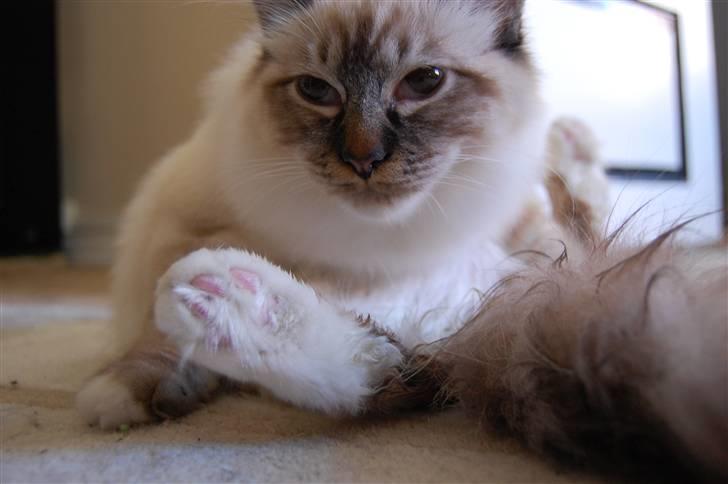 Hellig Birma Aslan - Aslan dopet efter juvelerne røg .. (Troede ikke det var muligt for ham og tåge mere end han plejer, men jo, det var det) billede 15