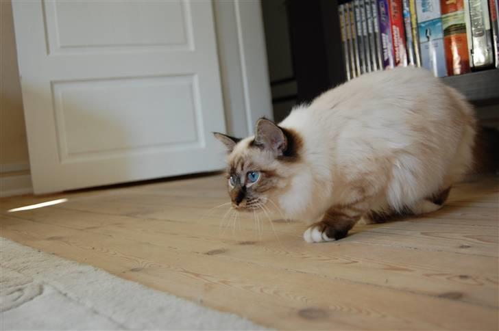 Hellig Birma Aslan billede 16