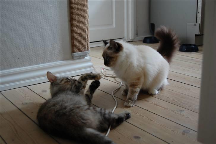 Hellig Birma Aslan billede 17