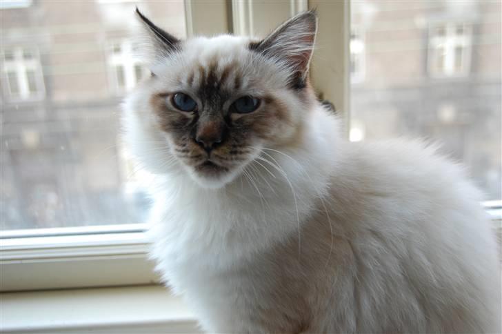 Hellig Birma Aslan - Uhhh han er sur xD - farlig mis  billede 18