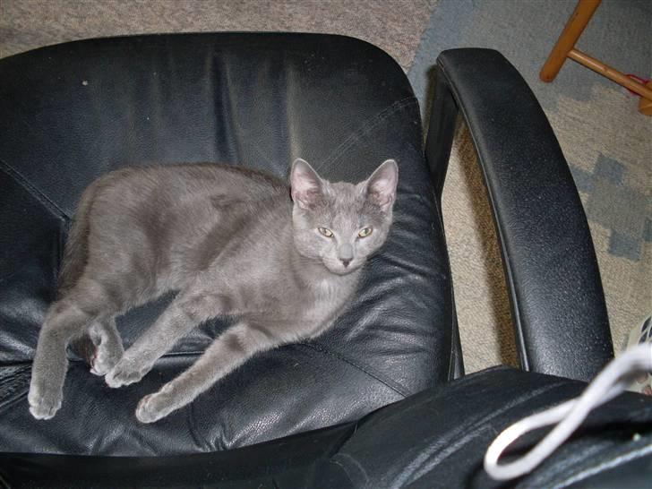 Blanding af racer laban billede 17