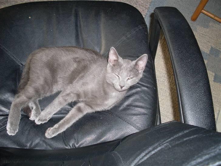 Blanding af racer laban billede 18