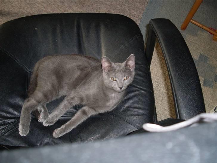 Blanding af racer laban billede 19