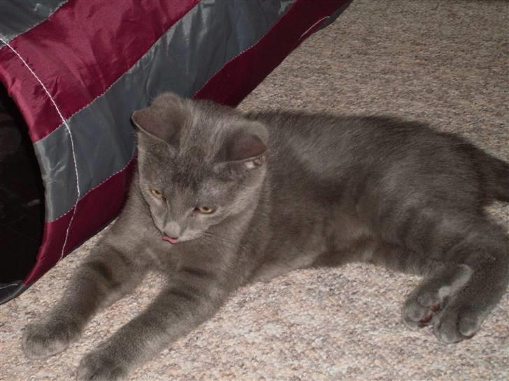 Blanding af racer laban billede 20